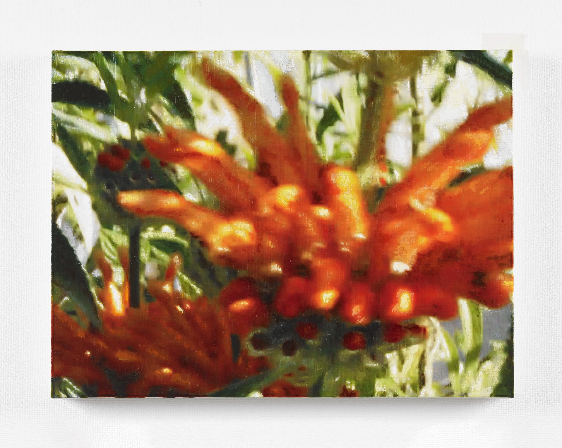 カエンキセワタ I-04 / Leonotis leonurus I-04, 2017