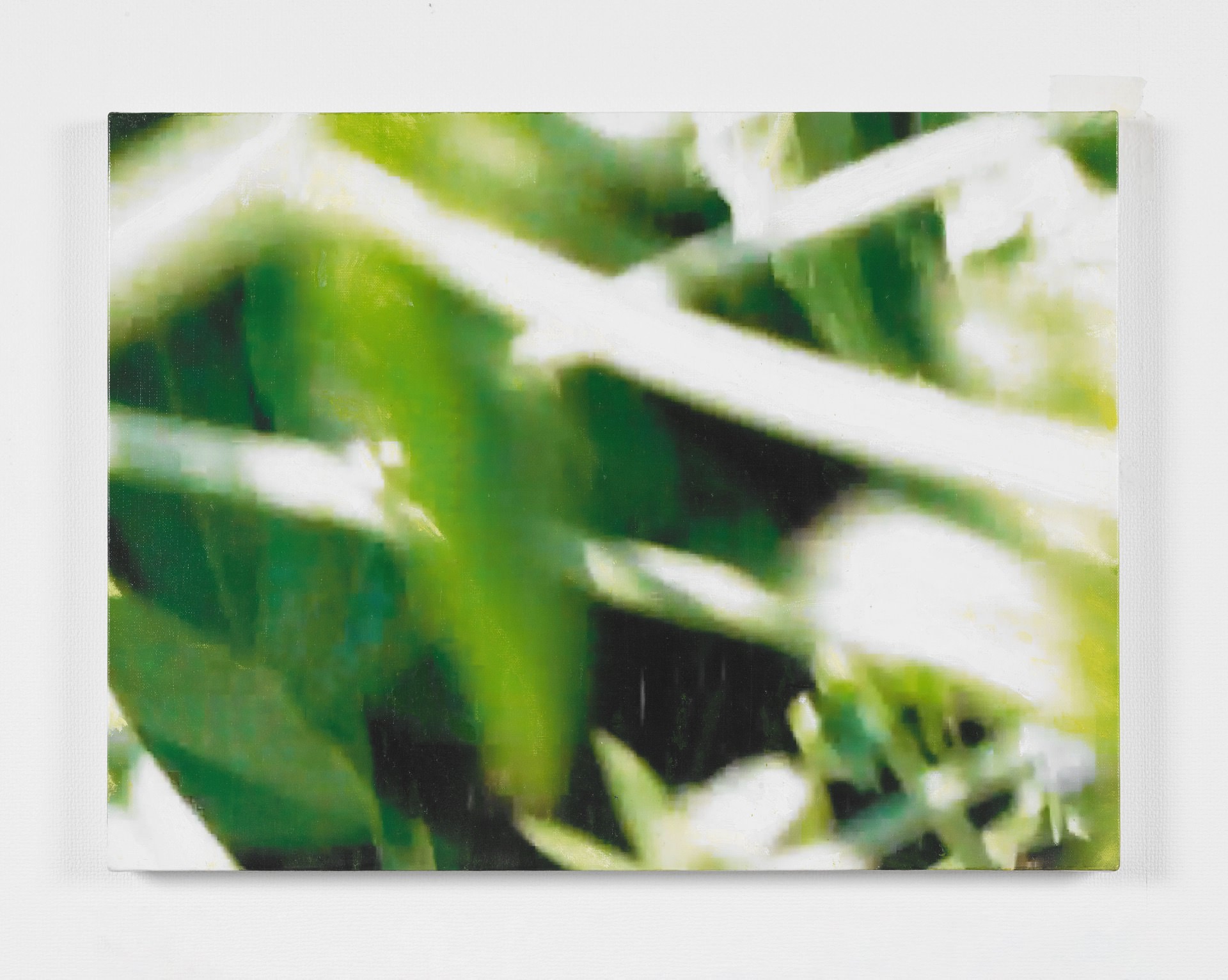 キクニガナ I-03 / Cichorium intybus I-03, 2017