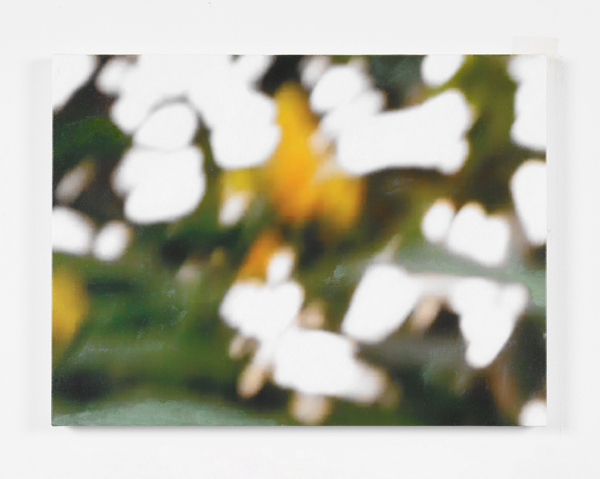 ウコンサンゴ II-02 / Pachystachys lutea II-02, 2017