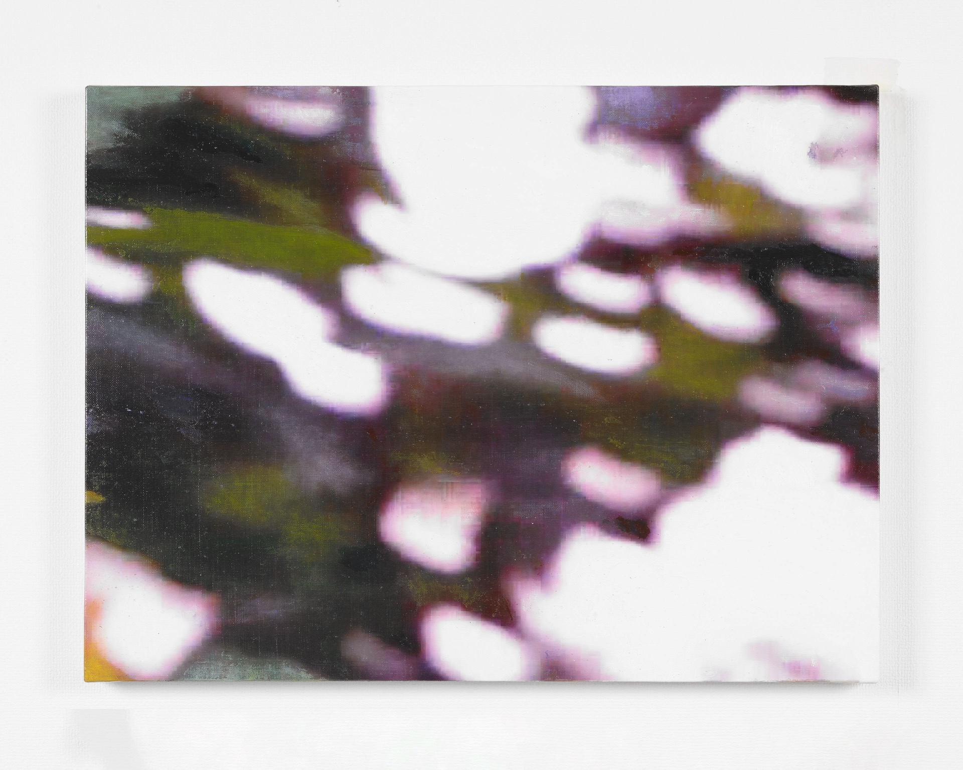 ウコンサンゴ II-05 / Pachystachys lutea II-05, 2017
