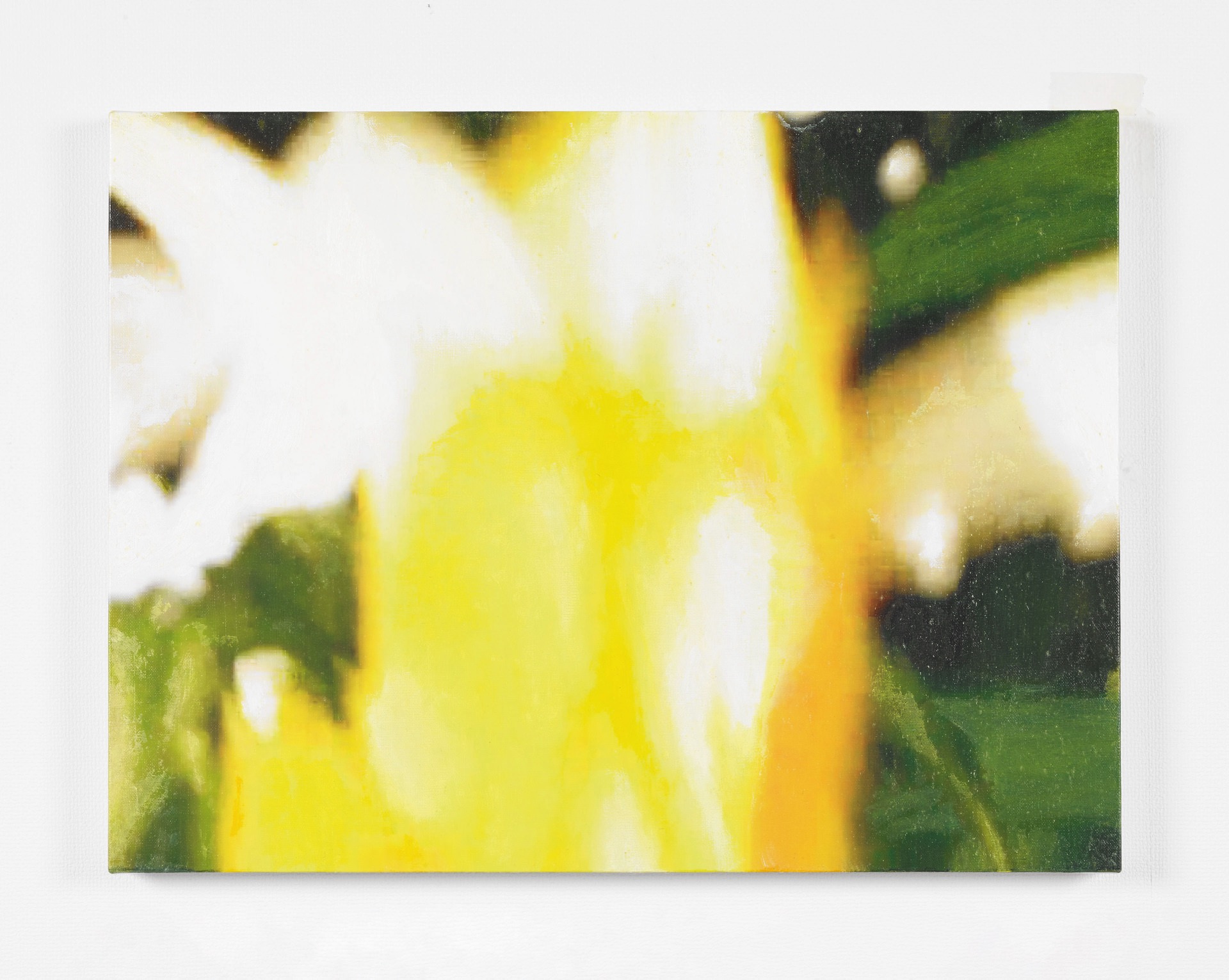 ウコンサンゴ I-04 / Pachystachys lutea I-04, 2017